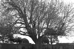 A Walk Round The Churchyard